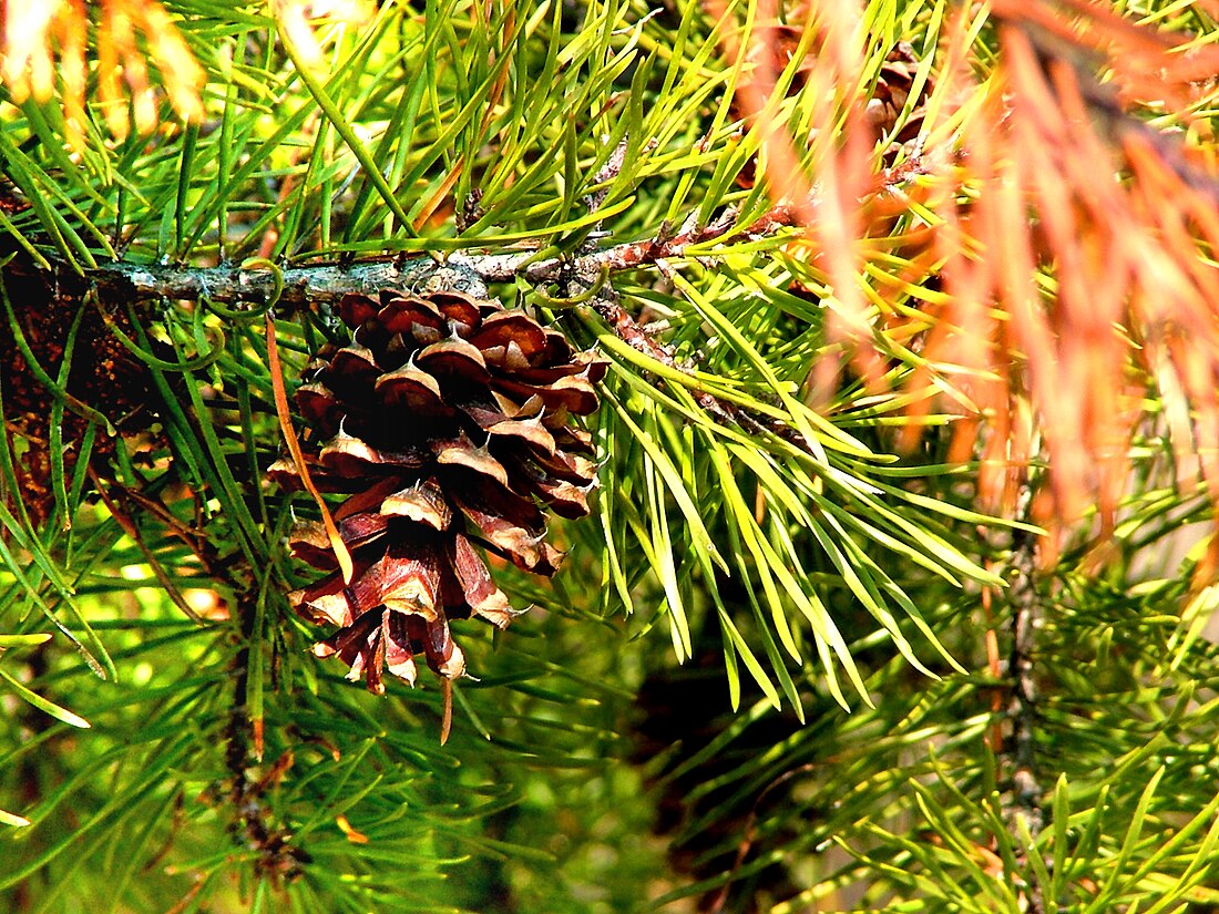 Pinus virginiana