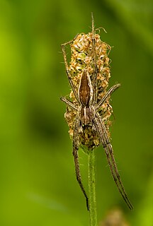 <i>Pisaura mirabilis</i> Species of spider