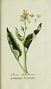 Plantarum indigenarum et exoticarum icones ad vivum coloratae, oder, Sammlung nach der Natur gemalter Abbildungen inn- und ausländlischer Pflanzen, für Liebhaber und Beflissene der Botanik (14227531802).jpg