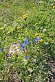 hořec sněžný (Gentiana nivalis) Vachovec1