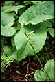 Platanthera hookeri