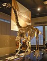 Plateosaurus 1.jpg
