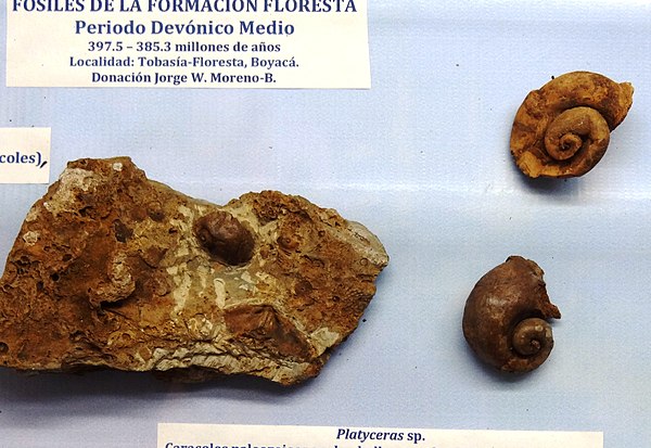 Platyceras nodosum from the Floresta Formation