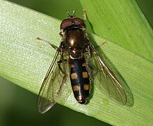 Platycheirus peltatus (еркек) .jpg