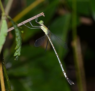 <i>Platylestes</i> Genus of damselflies