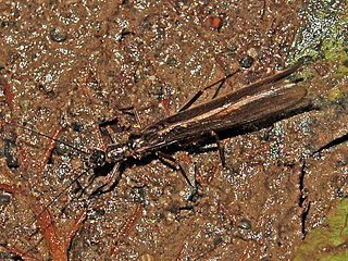 <span class="mw-page-title-main">Leuctridae</span> Family of stoneflies