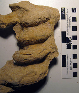 <i>Gyrolithes</i> Trace fossil