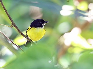 <span class="mw-page-title-main">Black-backed tody-flycatcher</span> Species of bird