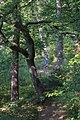 English: Forest hiking trail Deutsch: Waldpfad