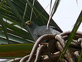 Höhlenweihe African Harrier-Hawk, adult