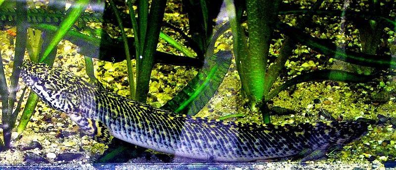 File:Polypterus palmas.jpg