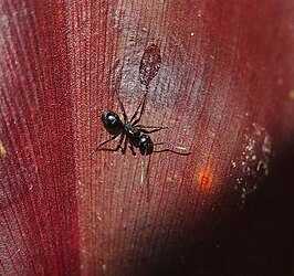 Polyrhachis australis