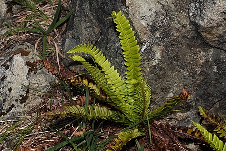 Polystichum lonchitis 5579.JPG