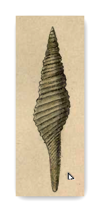 <i>Polystira antillarum</i> Species of gastropod