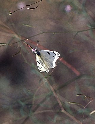 <i>Pontia beckerii</i> Species of butterfly