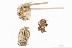 File:Porocidaris cobosi - ECH-000099 fragm.tif (Category:Echinodermata in the Natural History Museum of Denmark)