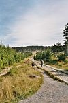 Four hikers walking along a stretch of concrete border patrol road through a forest.