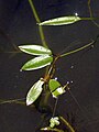 Potamogeton cristatus, Russia