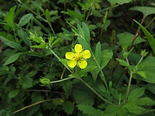 <center>Potentilla cryptotaeniae</center>