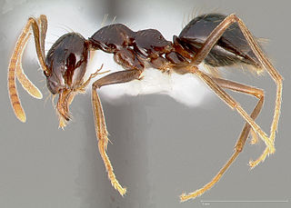 <i>Prenolepis</i> genus of insects