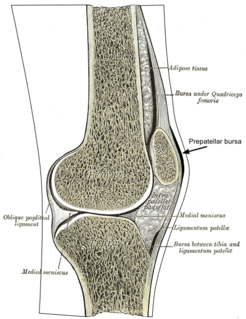 Infrapatellar fat pad cylindrical piece of fat within the knee