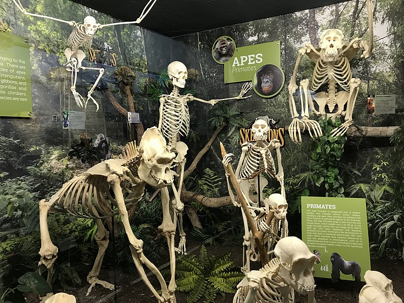 File:Primates Exhibit.jpg