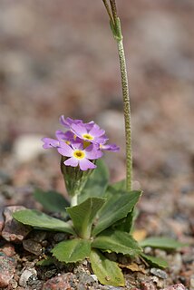 <i>Primula stricta</i> A flower species