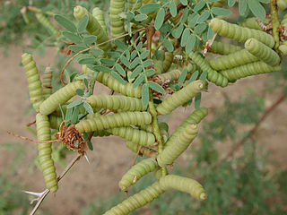 <i>Prosopis pubescens</i> Species of tree