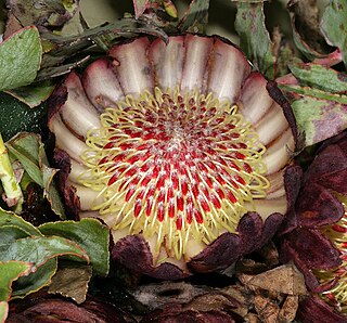 <i>Protea amplexicaulis</i> Species of plant