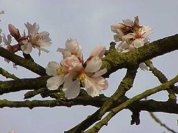 Prunus dulcis dulcis0.jpg