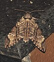 Psilogramma menephron (Cramer, 1780)