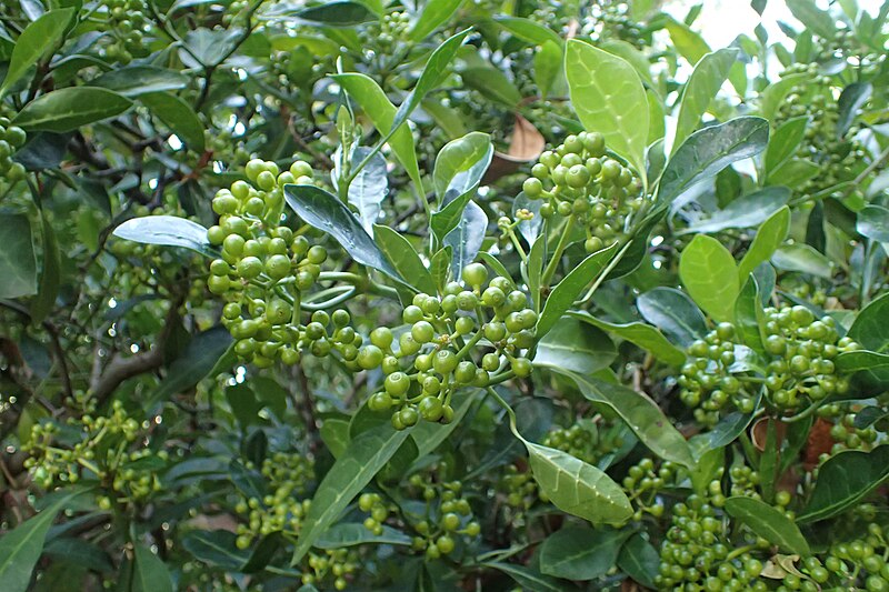 File:Psychotria capensis kz02.jpg