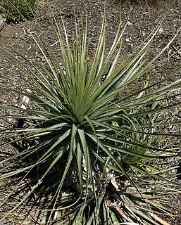 <i>Puya coerulea</i> Species of plant