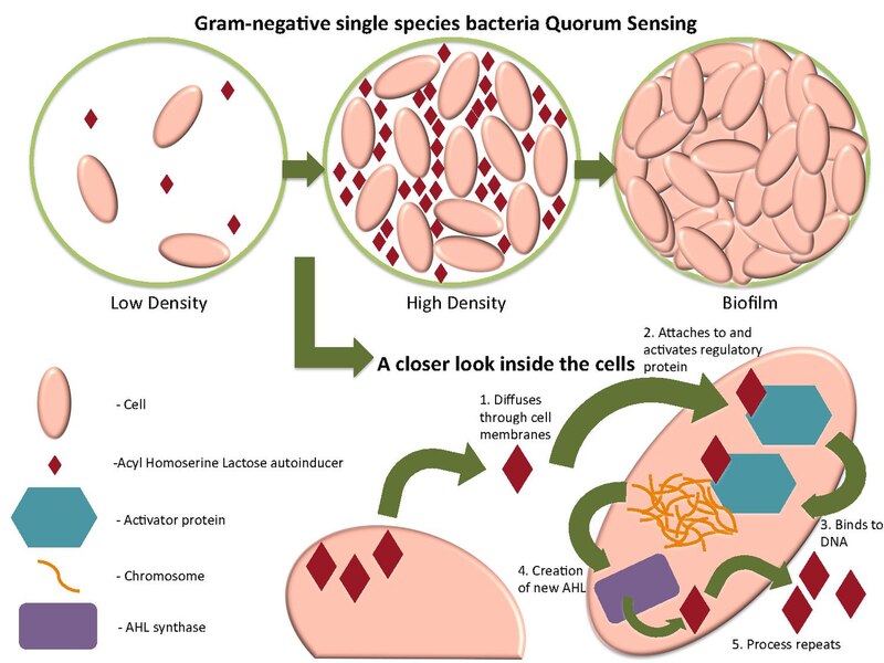 File:Quorum sensing of Gram Negative cell.pdf