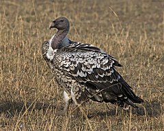 Rüppell's Vulture (Gyps rueppelli) (21160089681).jpg