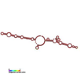 <span class="mw-page-title-main">Kaposi's sarcoma-associated herpesvirus internal ribosome entry site (IRES)</span>