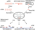 RNAi-simplified-rus.png