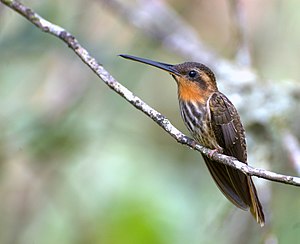 Sawbill shadow hummingbird