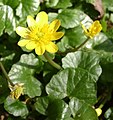 Ranunculus ficaria