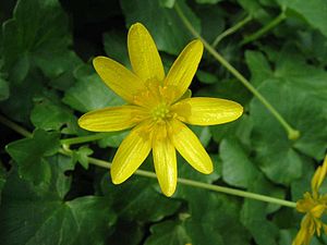 Lesser celandine (Ficaria verna)