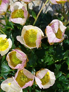 Ranunculus glacialis Flowers