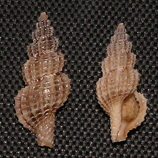 <i>Raphitoma horrida</i> species of mollusc