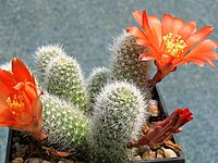 Rebutia fabrisii