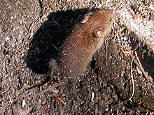 Top view, Lady Evelyn-Smoothwater Provincial Park, Ontario Red-backed vole.jpg