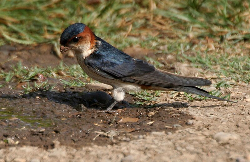 File:Red-rumped Swallow (Hirundo daurica) collecting mud for nest W IMG 7962.jpg