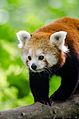 Red Panda (19549567636).jpg