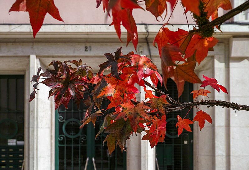 File:Red Sweet gum (Liquidambar styraciflua) leaves, Guerra Junqueiro Avenue, Lisbon, Portugal julesvernex2.jpg