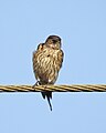 Red rumped swallow (Scientific name- Cecropis daurica) 13.jpg