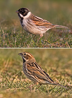 Die Rohrammer, auch Rohrspatz 