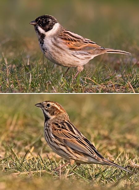 Reed Bunting male and female.jpg